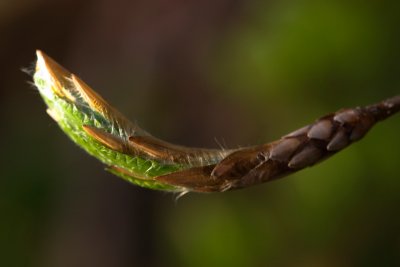 Fagus orientalis - buk východní - pupen